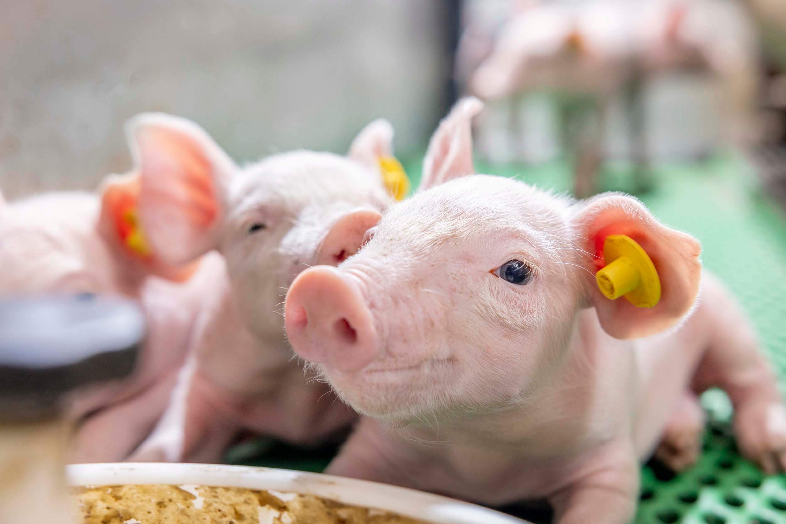 Biggen en Varkenshandel Ontstaan van Depi
